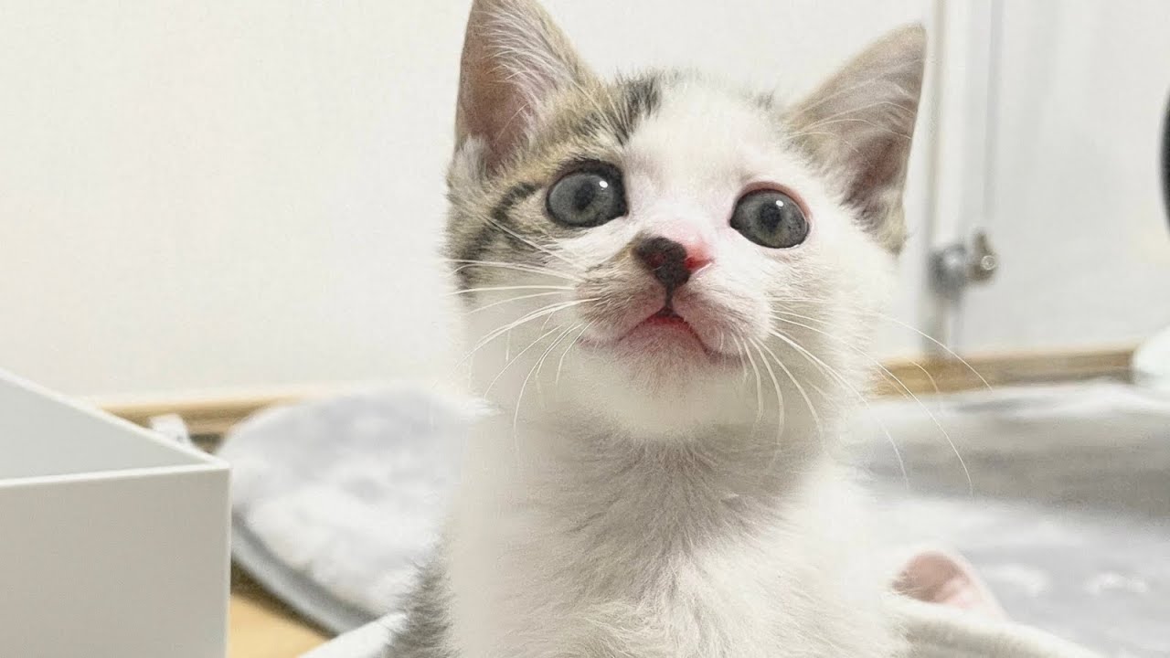 Вакуумный сюрприз!😲 Очаровательные реакции котят🐱 День 46💖