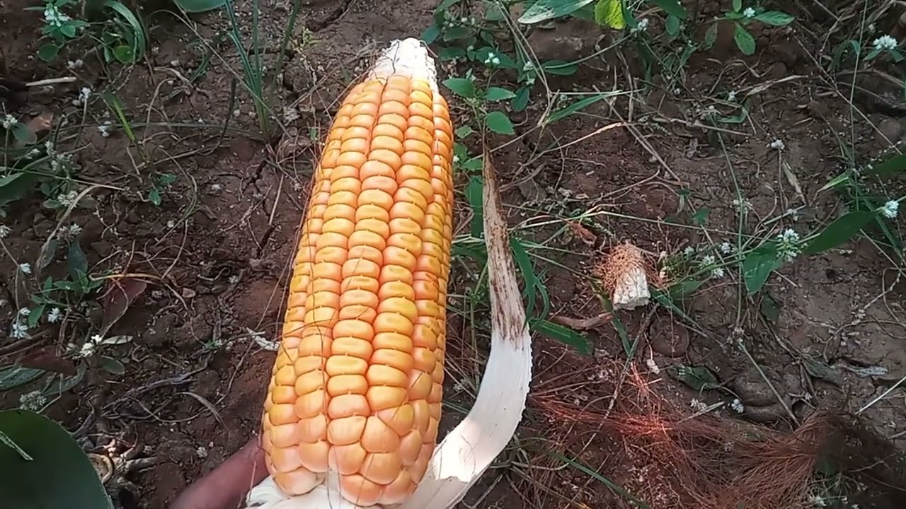 Ankur Bhaskar Makka | Corn 🌽  | Best Farming Video #farming #corncrop #maize #organicfarming