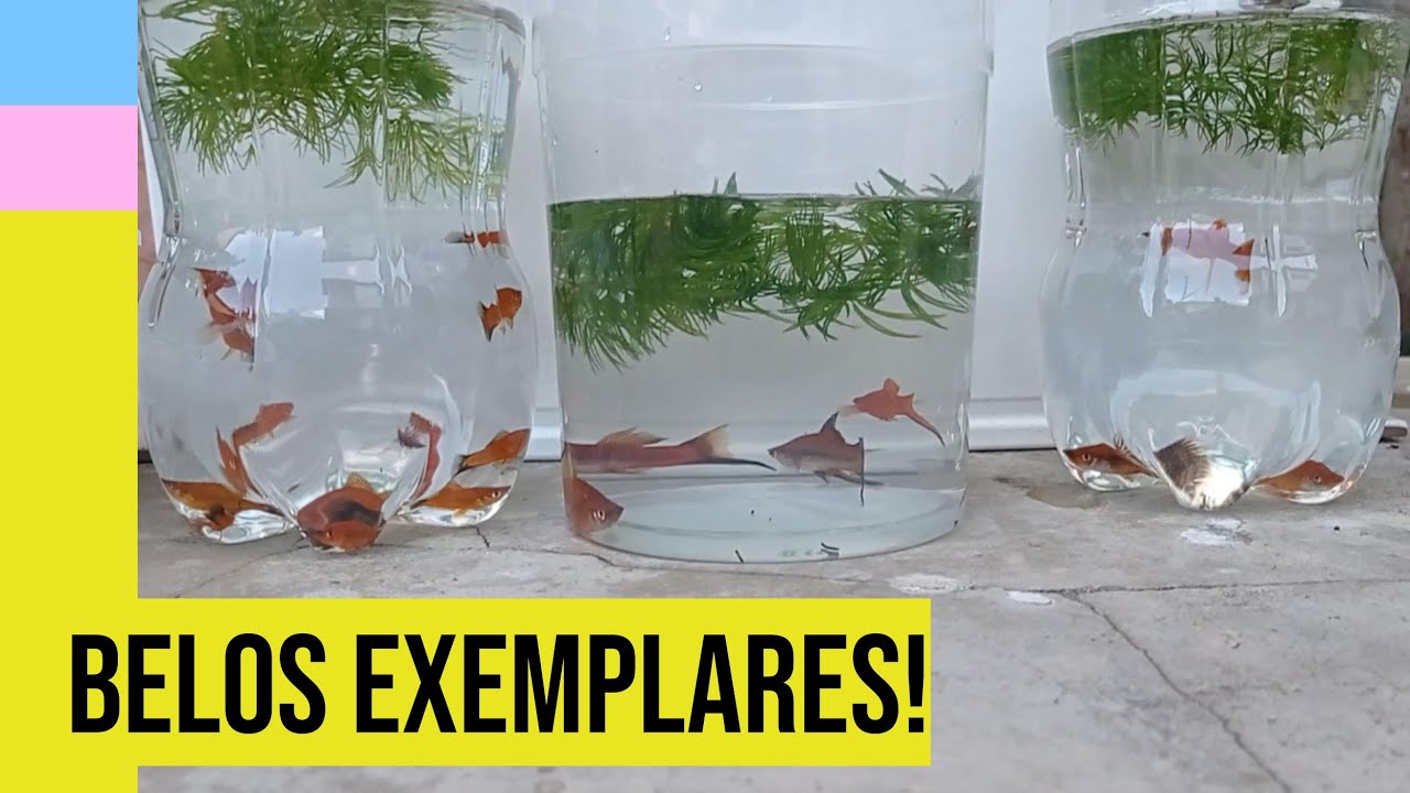 Peixe Espada(Lebiste)