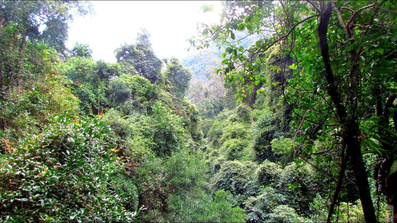 Rainforest sounds with birds: Minnamurra rainforest New South Wales | SOUNDS OF AUSTRALIAN NATURE