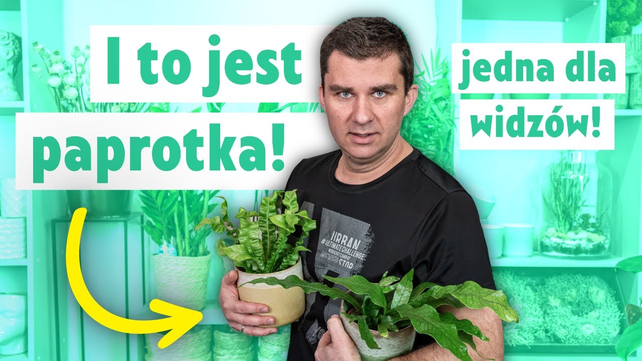 Moje paprotki. Co lubią paprotki. Najlepsza roślina dla początkujących
