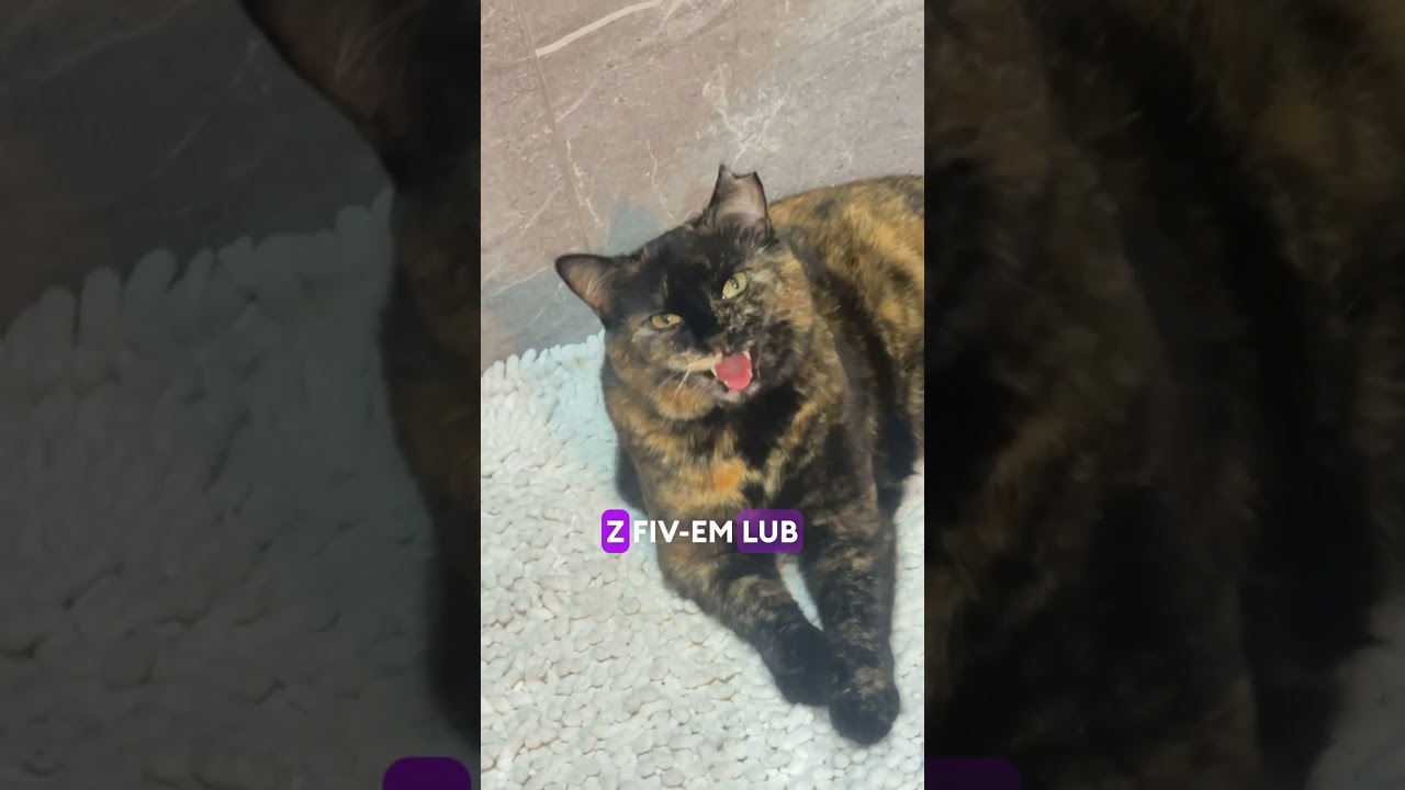 Nasza Laura, kot z FIV. Czy takie koty zasługują na dom?