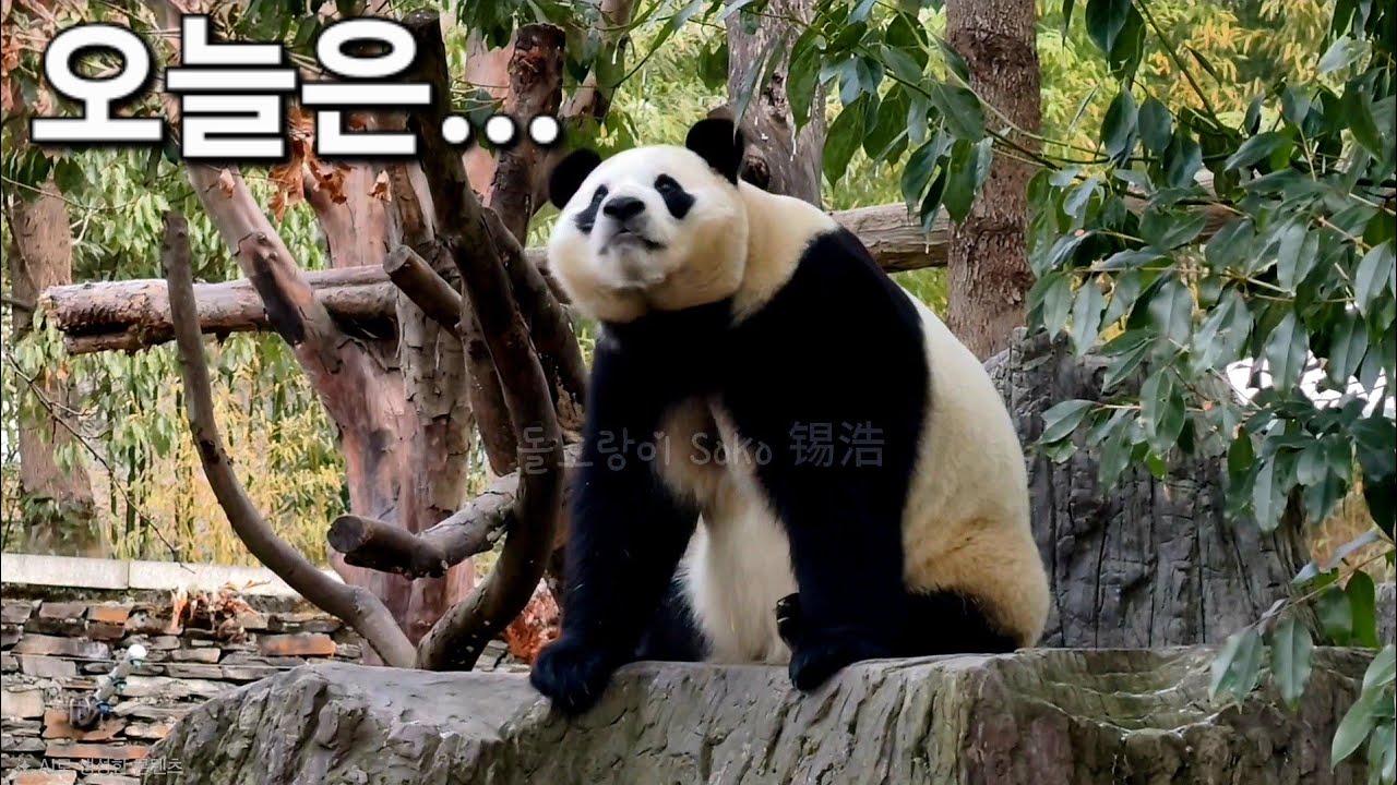 오늘은 누가 왔나...?!둘러 보는 푸야...!? | 1월 22일 오전(푸바오 실시간) Panda Fubao