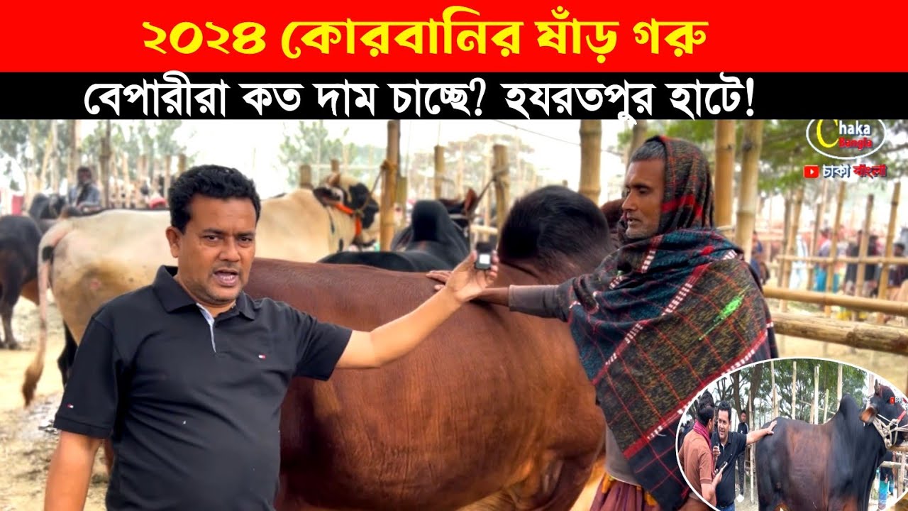 ২০২৪ কোরবানির বড় বড় ষাঁড় গরু কেমন দাম চাচ্ছে হযরতপুর হাটে? গরুর বাজার দর 2024