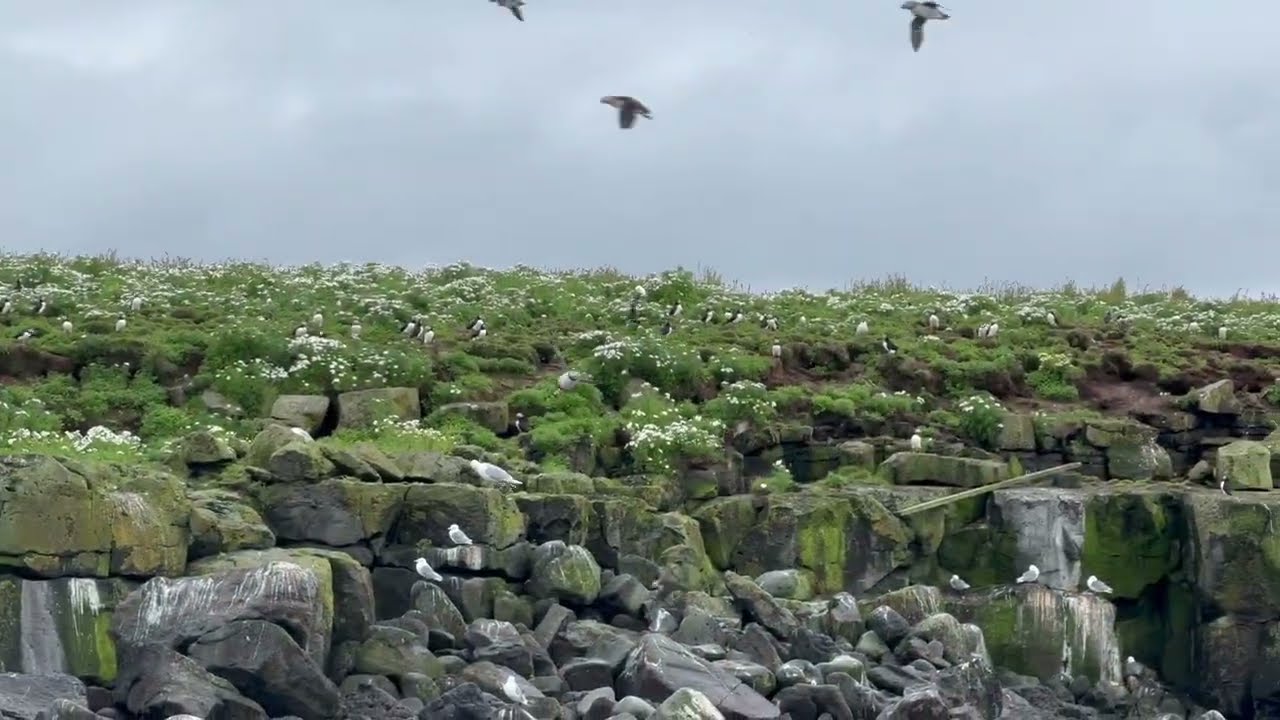 Premium Puffin Tour, Reykjav&iacute;k ICELAND