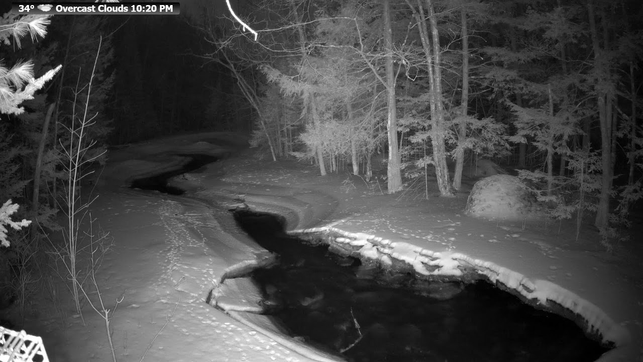 🔴 McCaslin Brook Live 24/7 | Serene Babbling Brook Sounds & Wildlife | Nicolet National Forest.