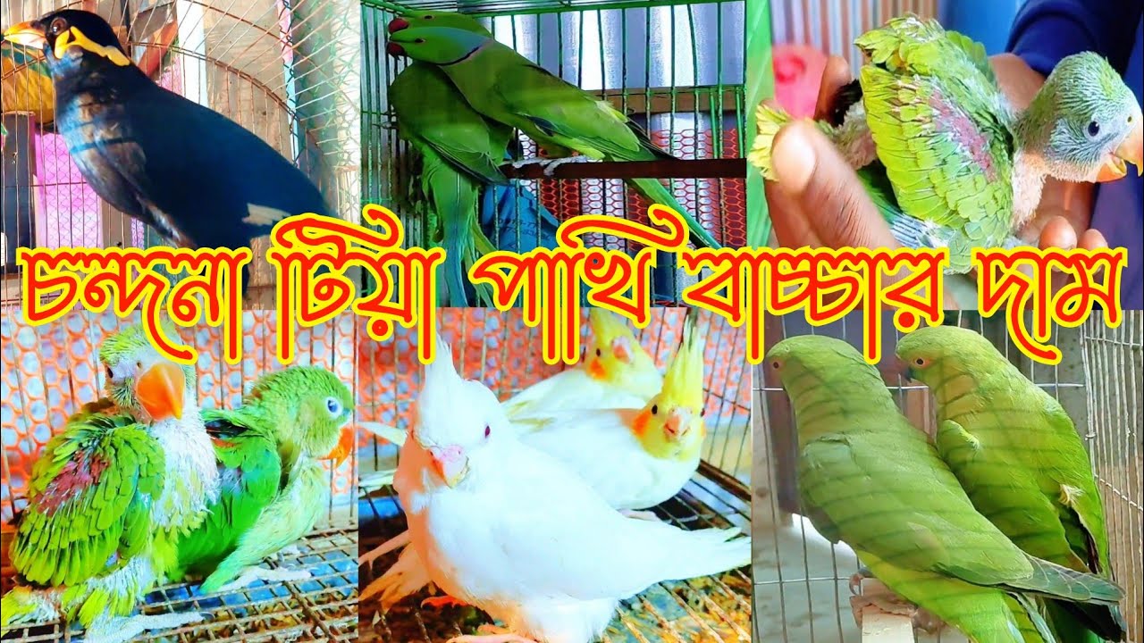 পাকিস্তানি চন্দনা টিয়া পাখির বাচ্চার দাম || Pakistani chandana bacha dam 2026
