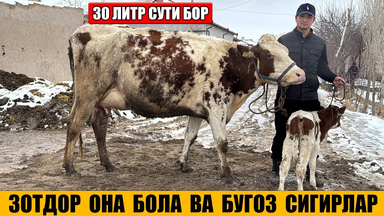 ЧАШМАЛИ ОНА БОЛА ВА БУГОЗ СИГИРЛАР ОГОБЕК 12-02-2026г