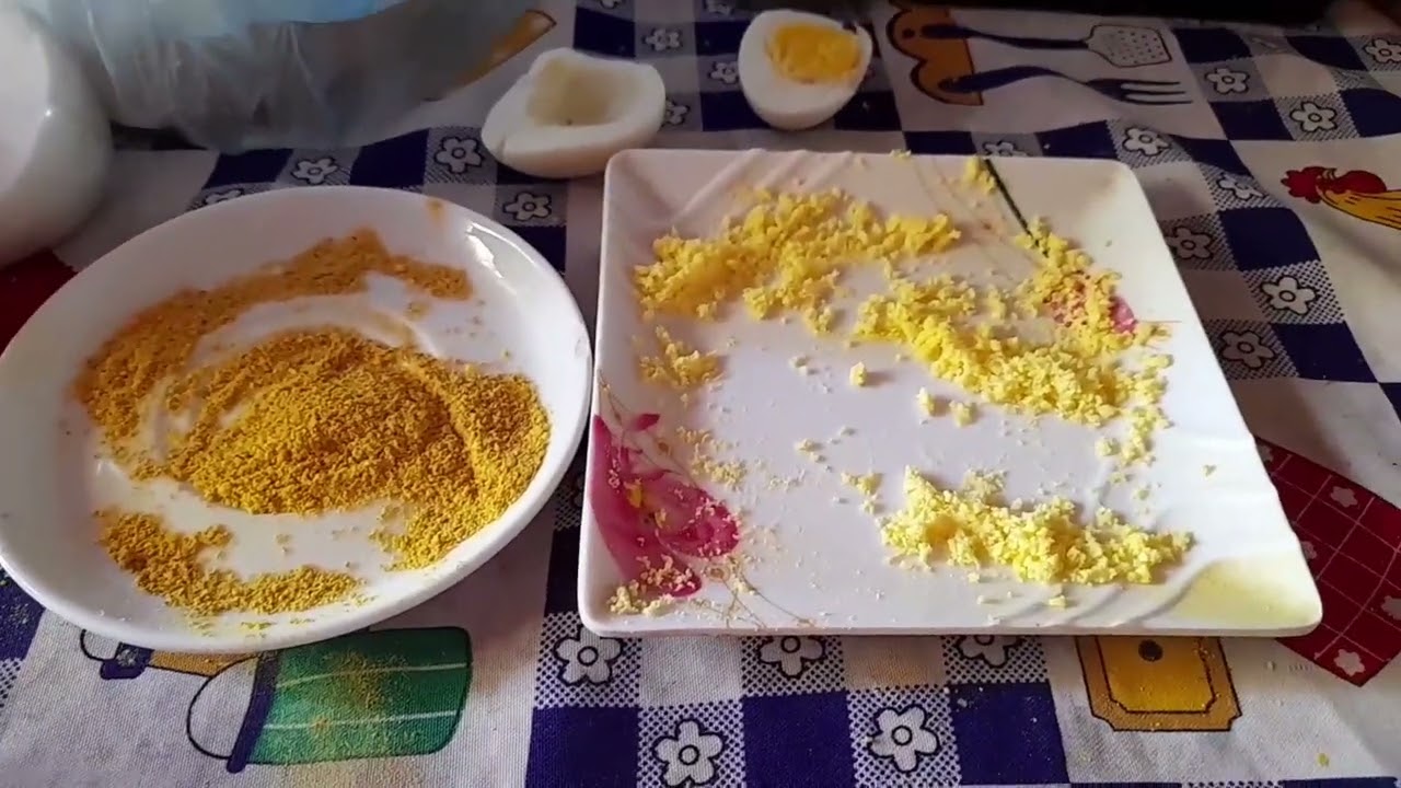 criando corbatas pichones🐦(alimento y cuidado)