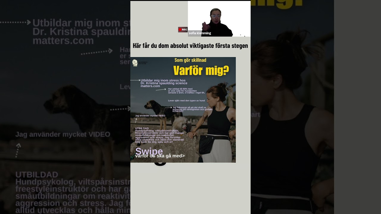 Hundm&ouml;ten i stan start 1/3 #hundtr&auml;ning #hund #hundm&ouml;te