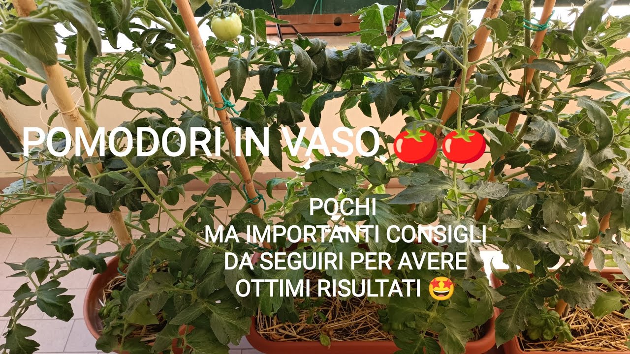 POMODORI in VASO! Consigli su come coltivare i pomodori sul balcone