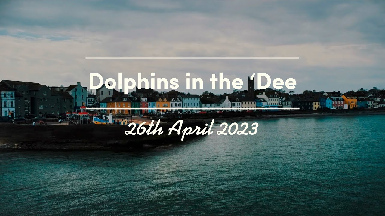 Sea Kayaking with Bottlenose Dolphins at Donaghadee, County Down, Northern Ireland