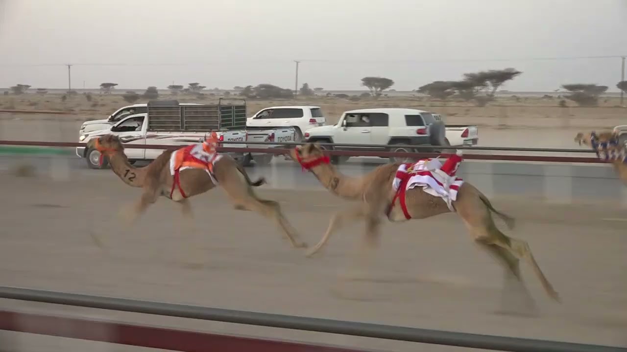 ✅ الشوط1..  ١.صيت/سعيد حمد سالم الوهيبي 2:06.53 تاهيلات الظافر الأبيض 28/2/2026