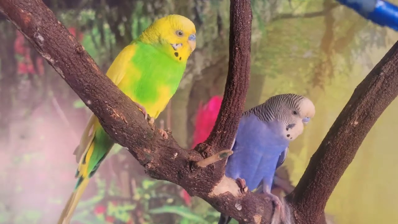 Active Budgies Flying and Playing All Over the Room 🐦💚Description