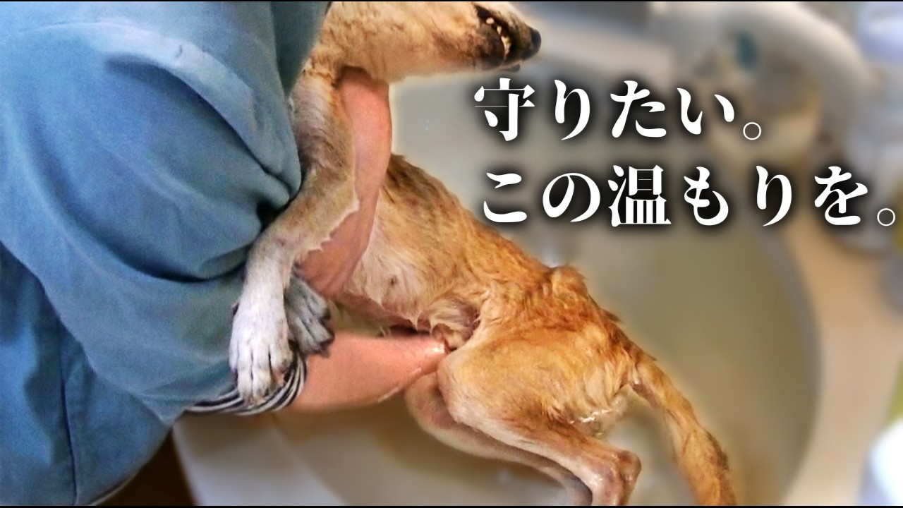 【老犬介護】17歳、小さくなった柴犬を洗う。踏ん張れない排泄の記録
