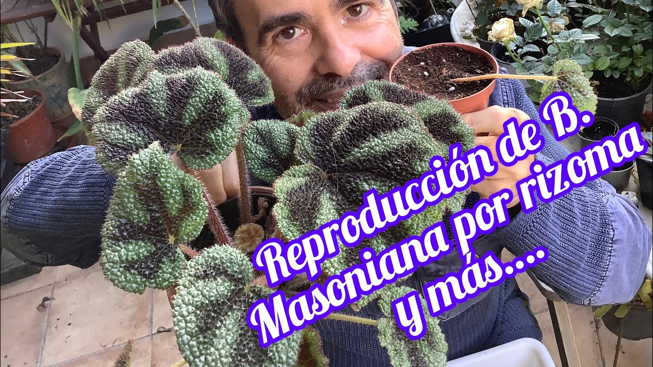 Reproducción de Begonia Masoniana por rizoma y más,CAP 141