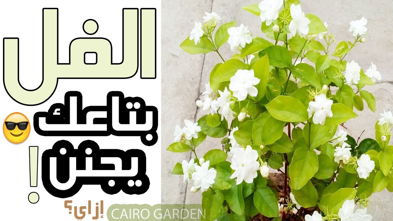 جيرانى سألونى إزاى نبات الفل/الياسمين عندى مزهر و ريحته روعة؟ فقررت اقولكم السر فى الفيديو ده - 4K
