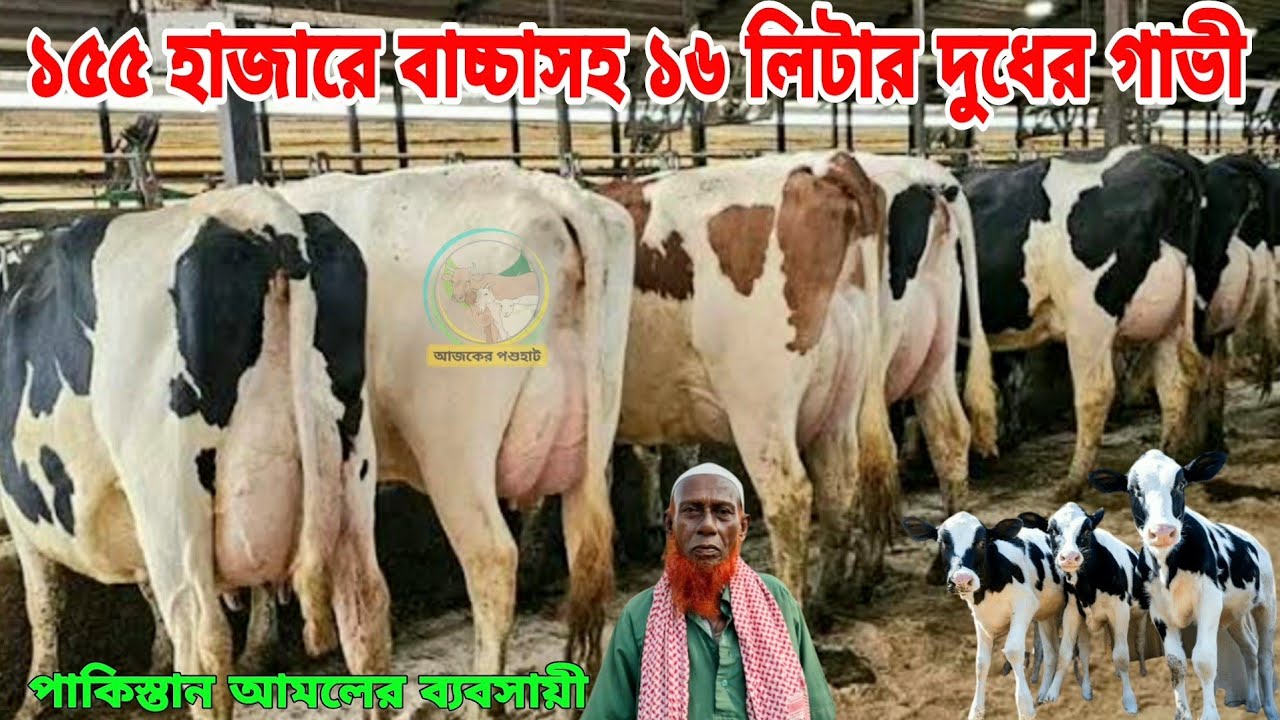 পাকিস্তানি ব্যবসায়ী! মাত্র ১৫৫ হাজারে বাচ্চাসহ ১৬ লিটার ও ১৭৫ হাজারে বড় বাচ্চাসহ ১৮ লিটার দুধের গাভী