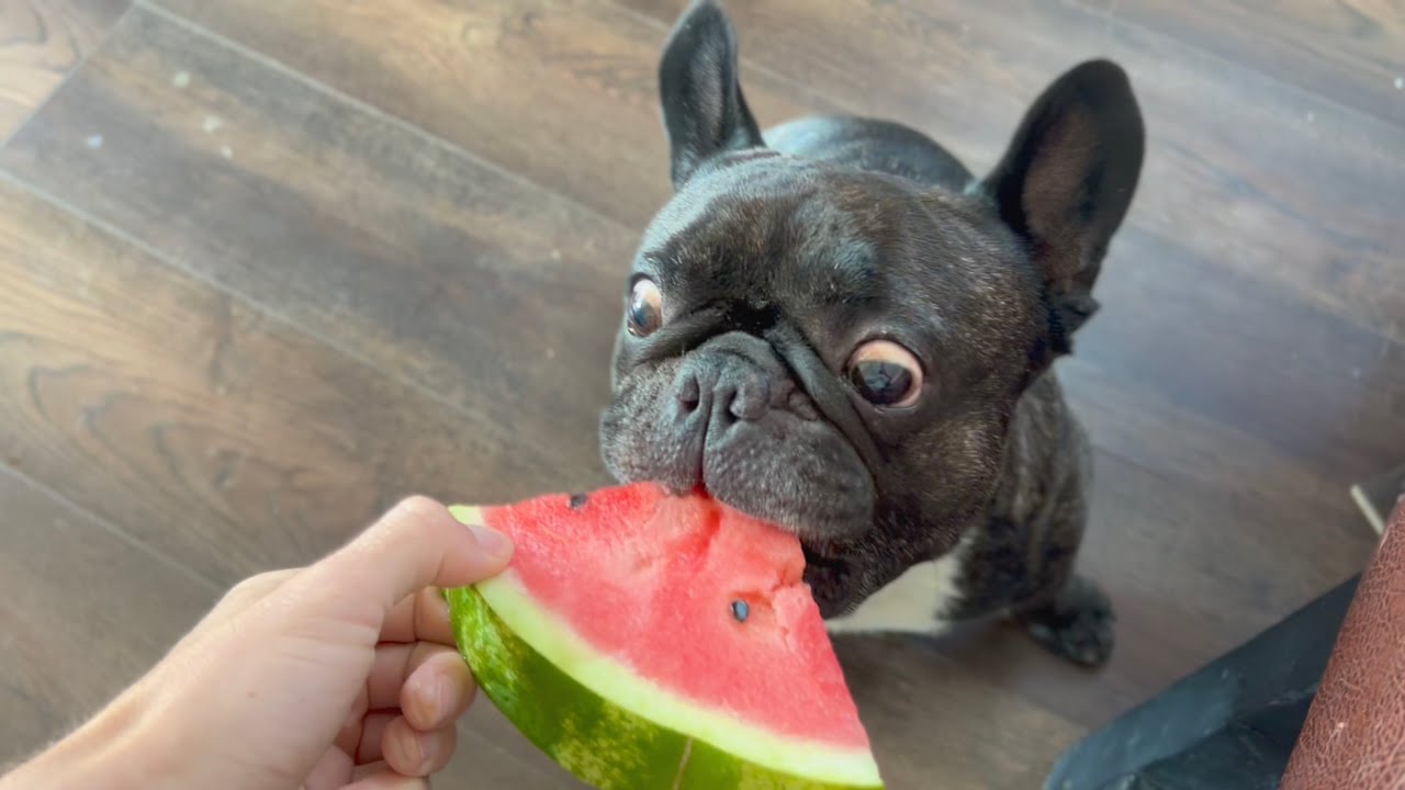 French bulldog Oleg loves watermelon