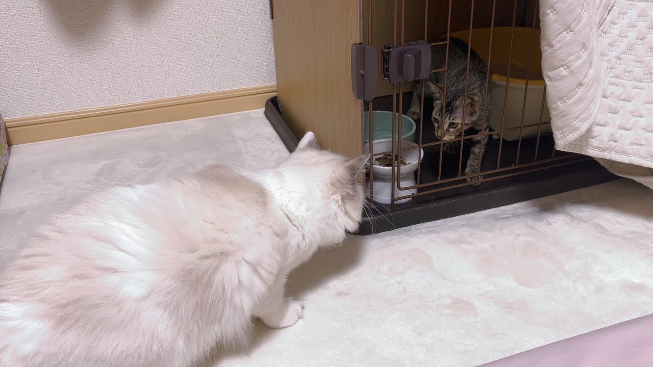 先住猫が2週間トライアルでやってきた子猫に気付いた瞬間...【保護猫トライアル1日目】 / Omame which was stray cat has came to my home