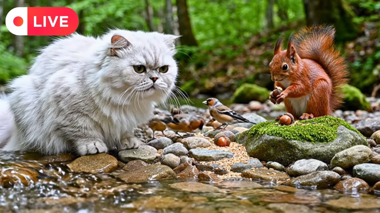 Cat TV ~ Relaxing Day ☀️ Birds 🕊️ Squirrels 🐿️ Calm Nature Harmony 🎶