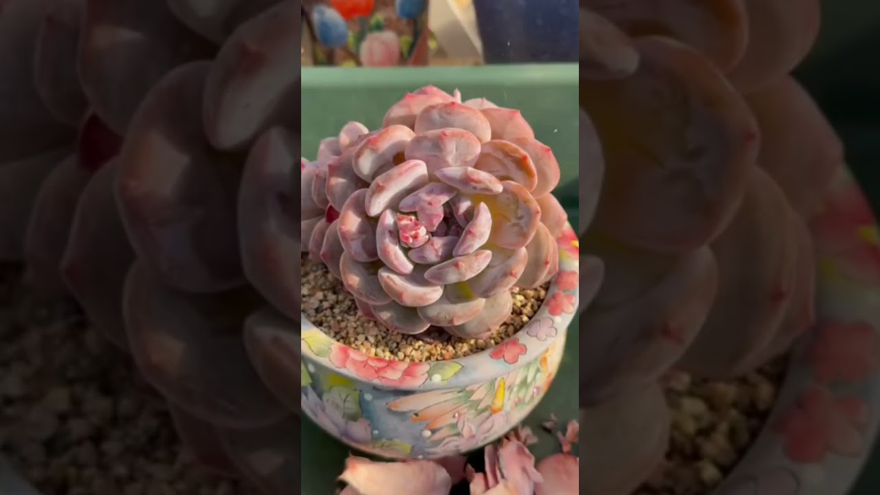 What Your Succulents Are Telling You Without You Noticing