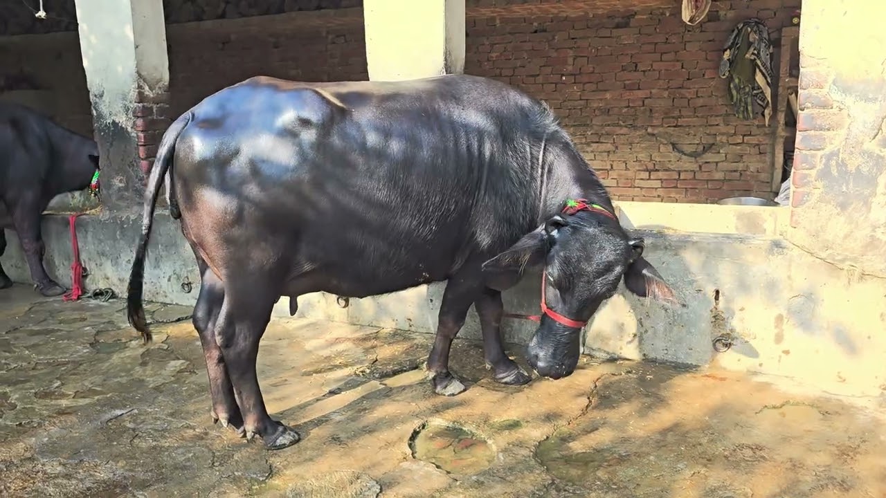 Sameem dairy farm #youtube #cow #murraha #dairyfarm #bull #dairyherd #dairyproducts #animals #india 