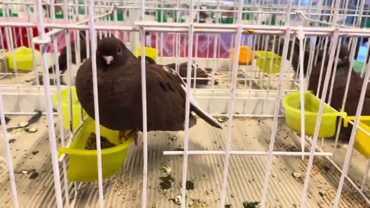Wystawa Białystok  20/01/2024 #gołębie #ptaki #pigeons #kury #rabbit #królik #białystok Część 2