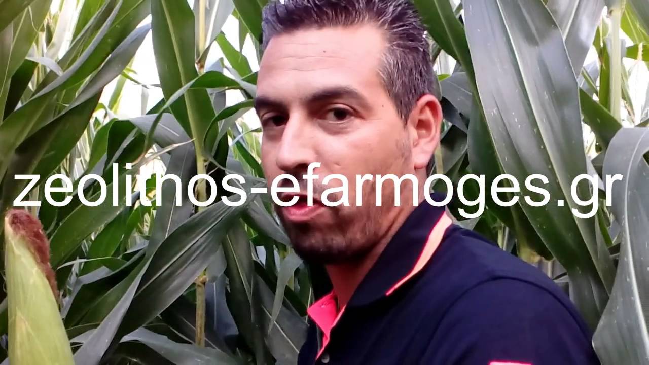 Εφαρμογή ζεόλιθου στο καλαμπόκι