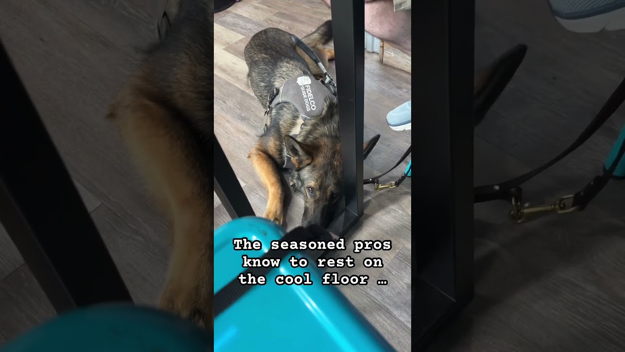 Seasoned Guide Dogs vs. Young Service Dog in Training