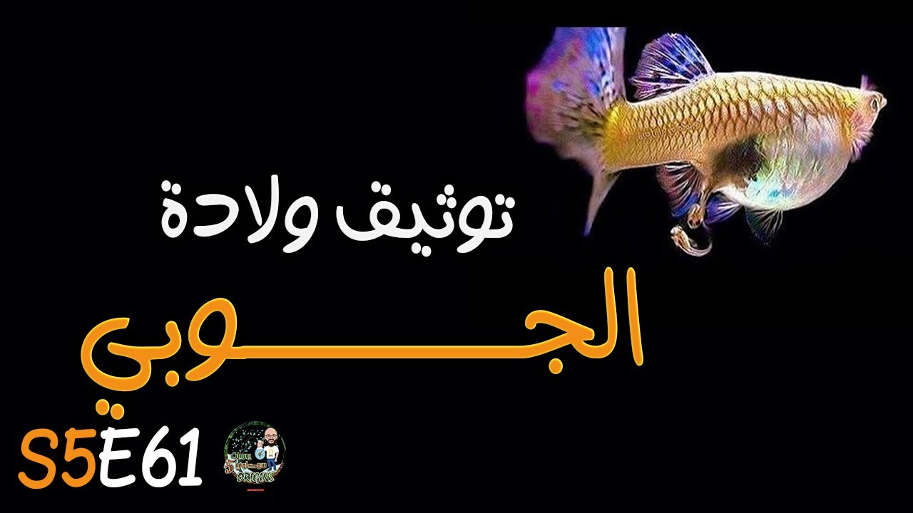 S5E61 - توثيق ولادة الجوبي