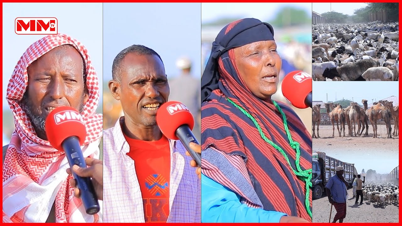 Sayladda Burco oo sannadkan ay soo gaadhen xoolihii ugu badnaa