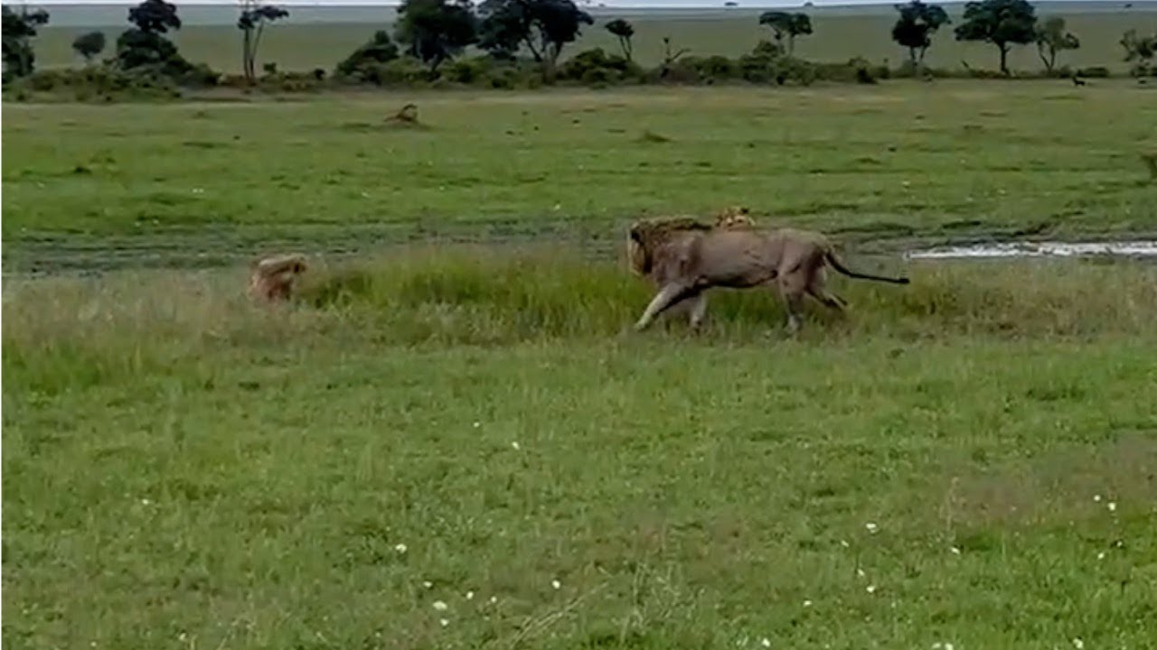 Six male lions catch a male lion sleeping In their territory