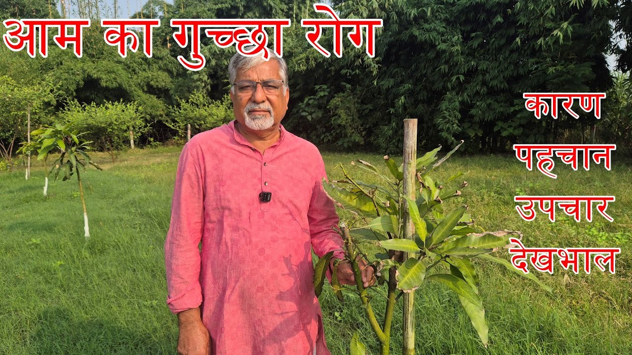 463. 🥭 आम का गुच्छा रोग |  Mango malformation