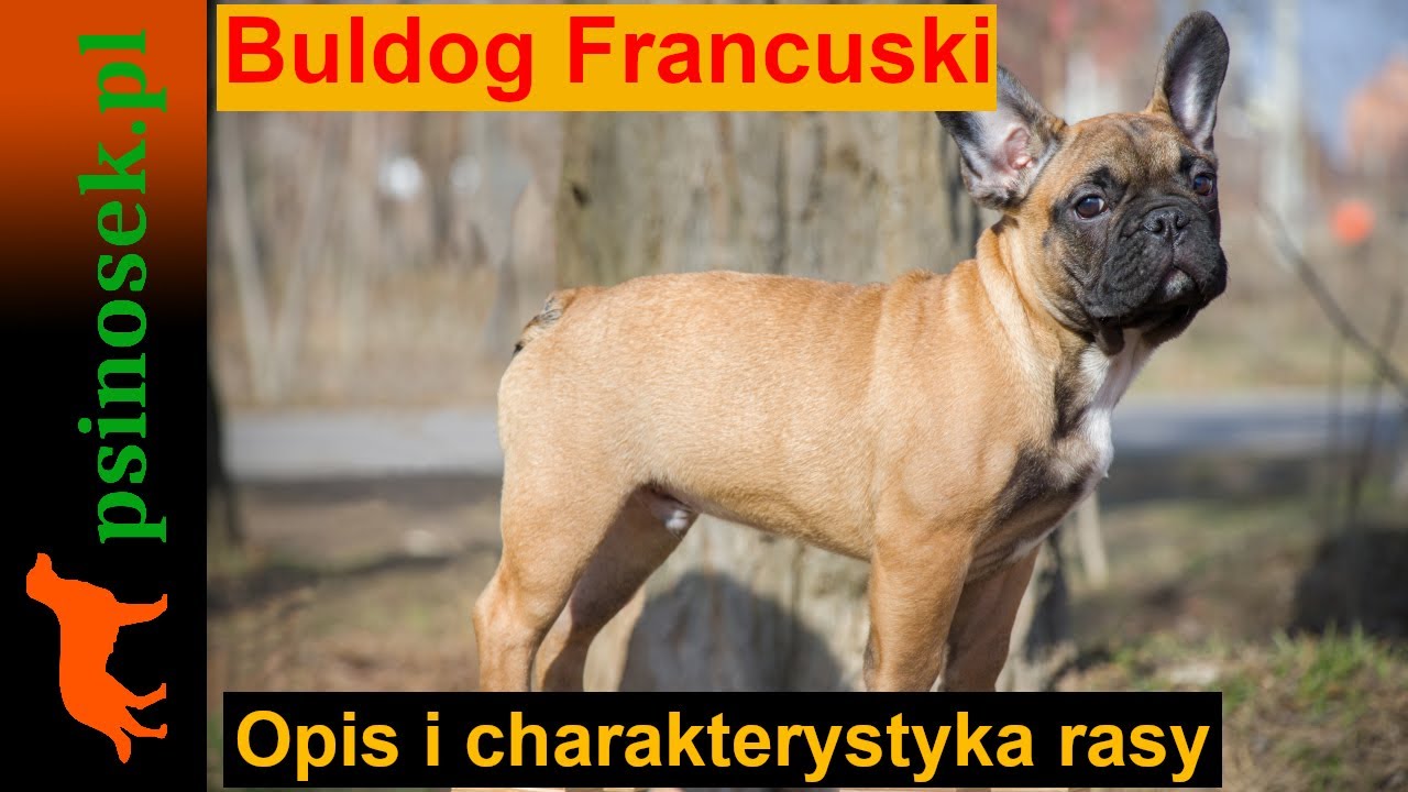 Buldog francuski - charakterystyka, historia i opis rasy.