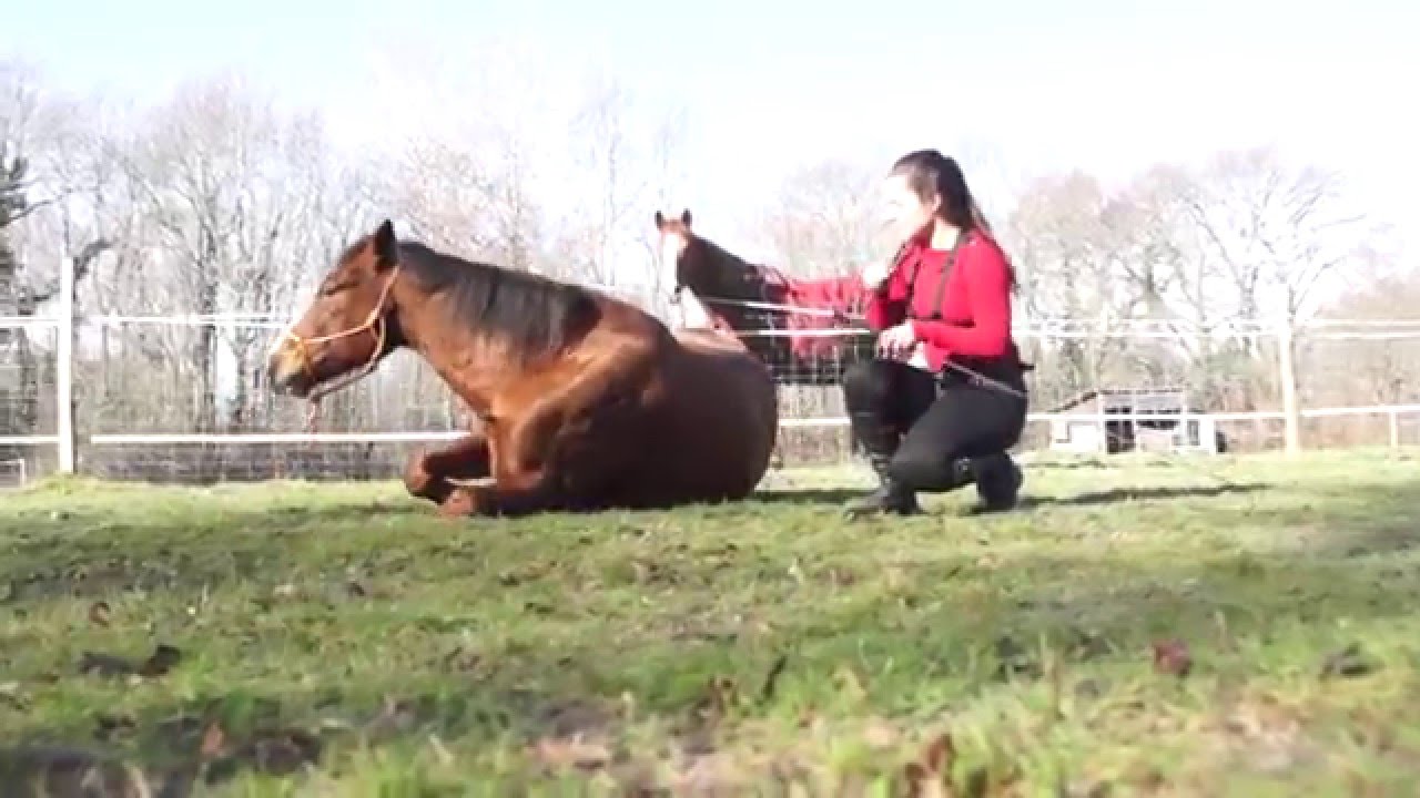 La Femme Chaussette Spectacle Equestre