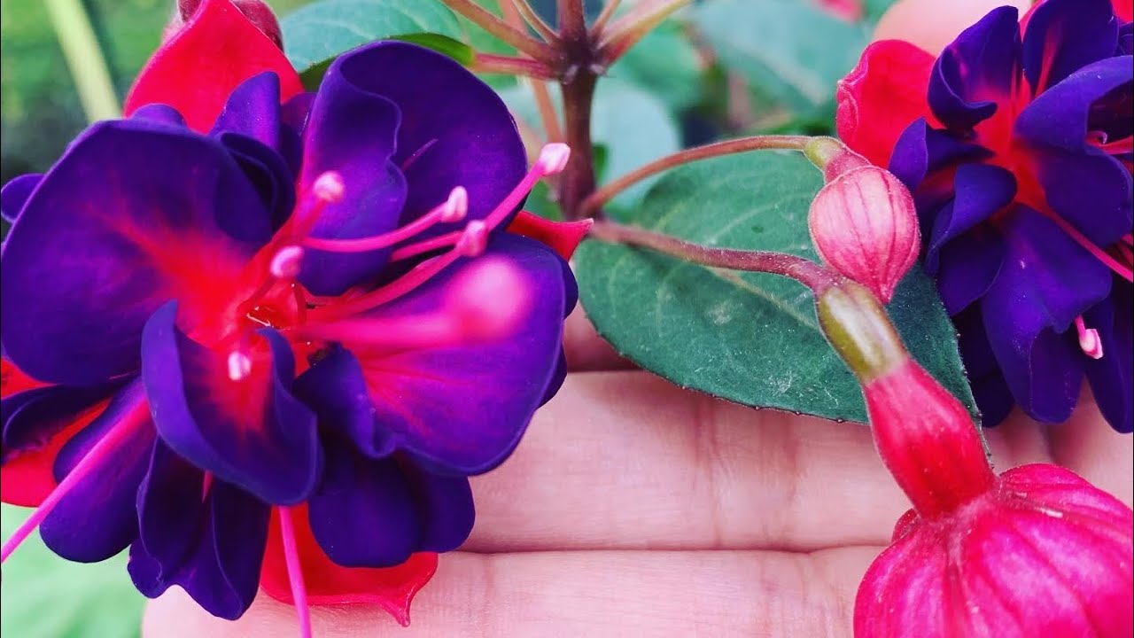 21-How to grow cuttings of fuchsia and it’s care.