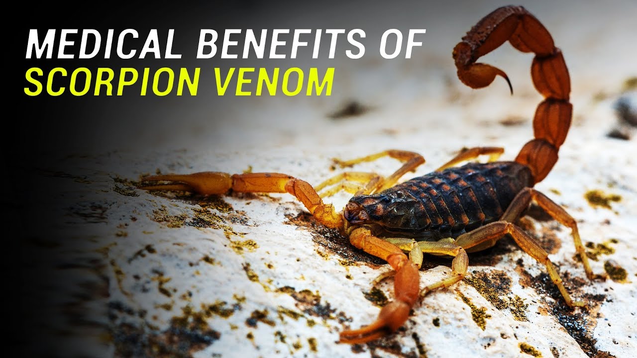 Medical Uses of Scorpion Venom