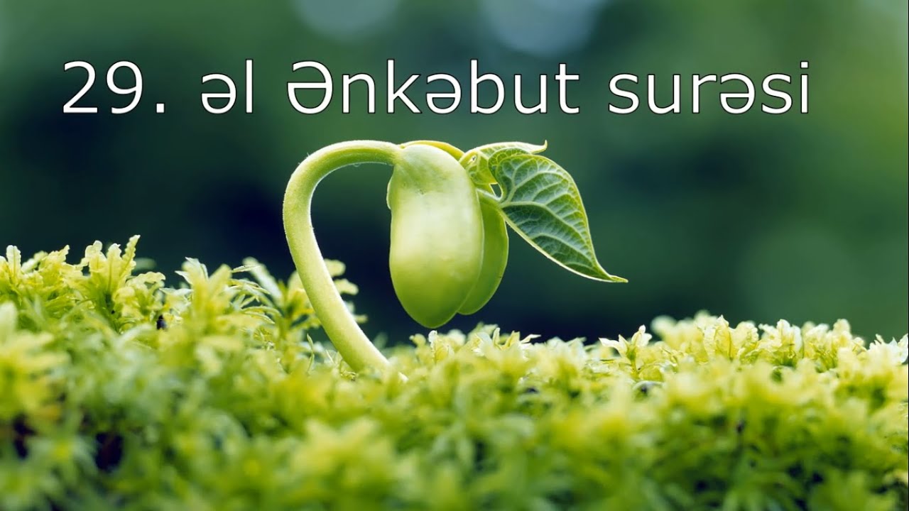 əl Ənkəbut surəsi Azərbaycan və Ərəb dilində