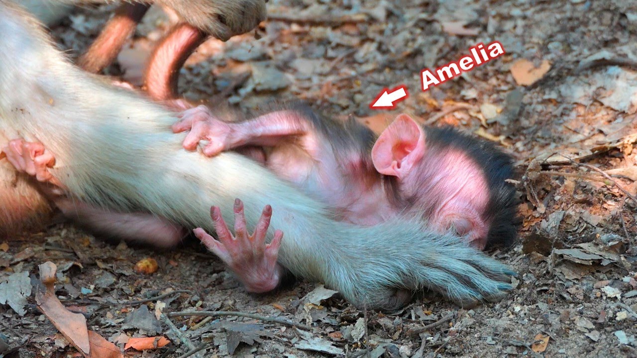 The adorable baby Amelia is heartbroken as she desperately needs her mother's milk.