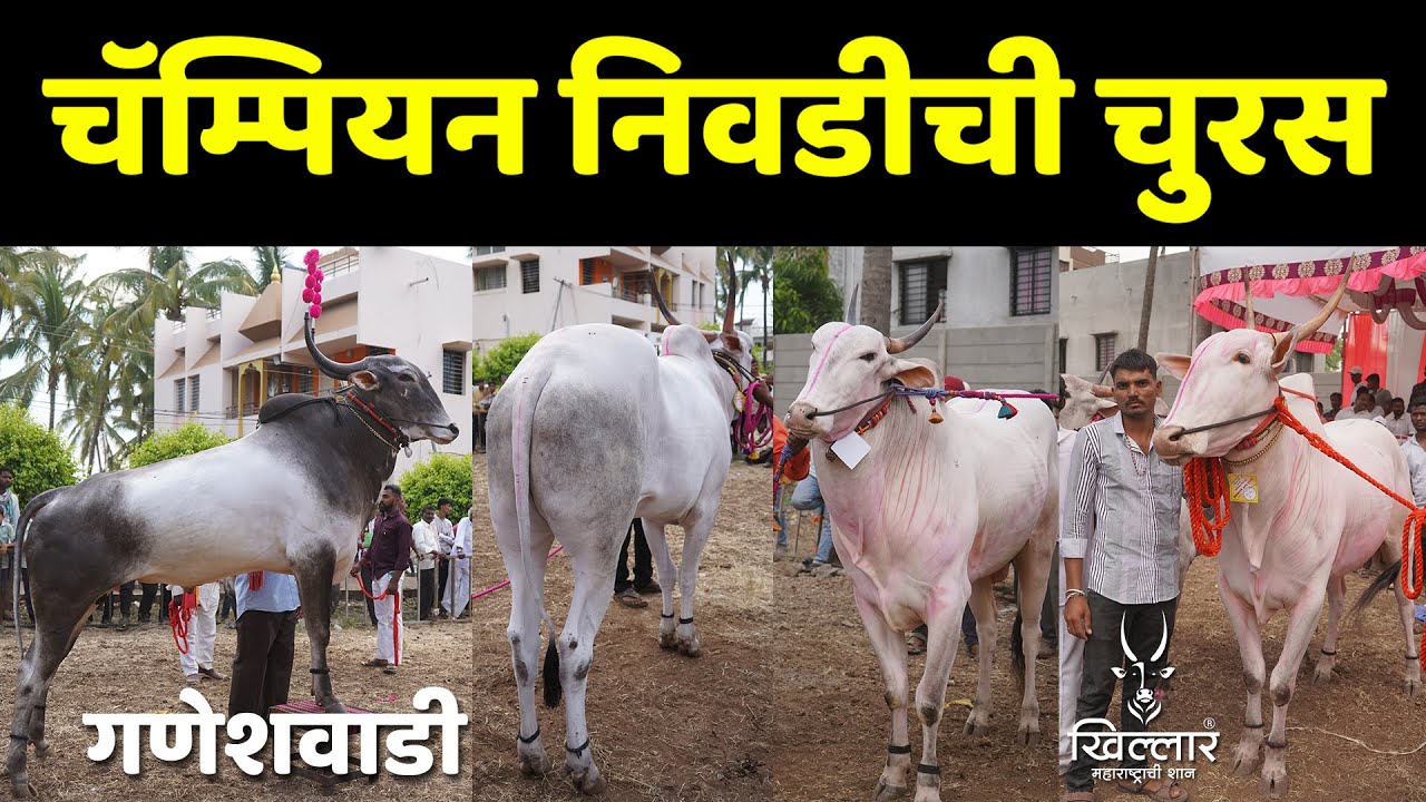 प्रदर्शनात सगळ्यात जास्त चुरस या गटाला असते - गट  05 | Khillar Maharashtrachi Shaan 2025