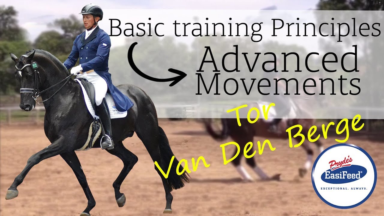 How to use basic Dressage training principles for advanced movements