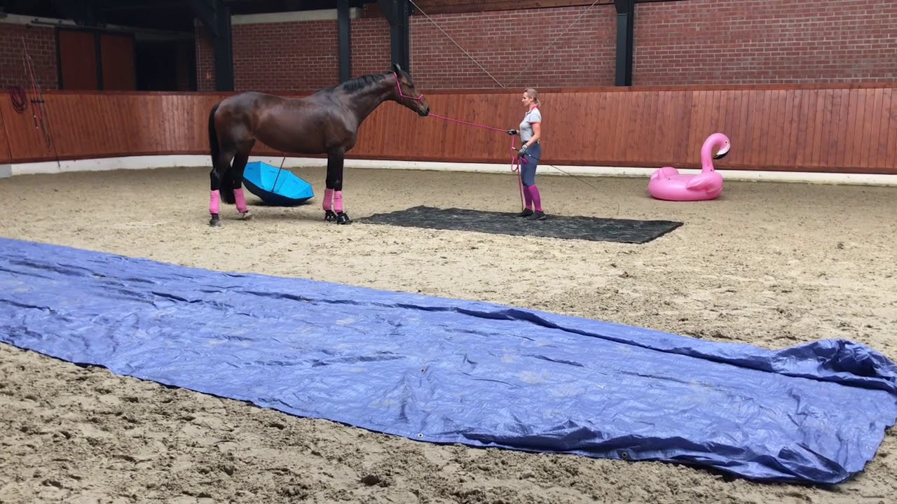 Bernadette Brune's Gelassenheitstraining mit Dressurpferden