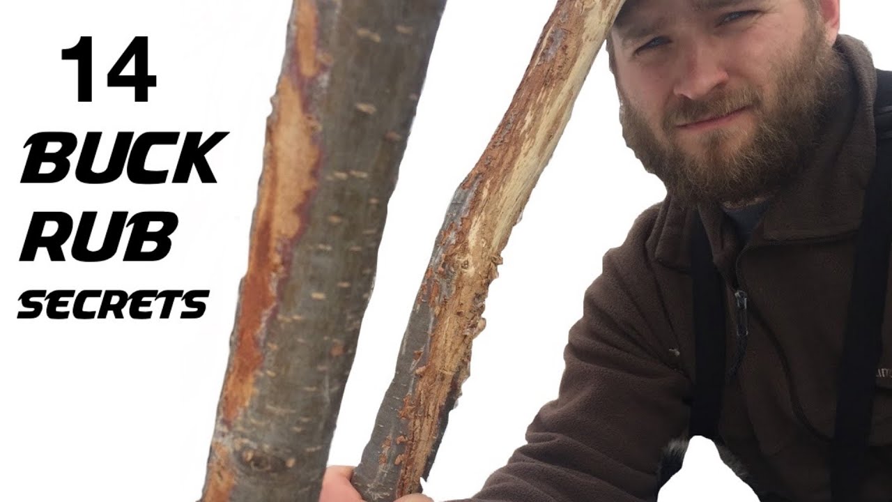 Things you DIDN'T KNOW about BUCK RUBS |  Woodsmanship Skills 101