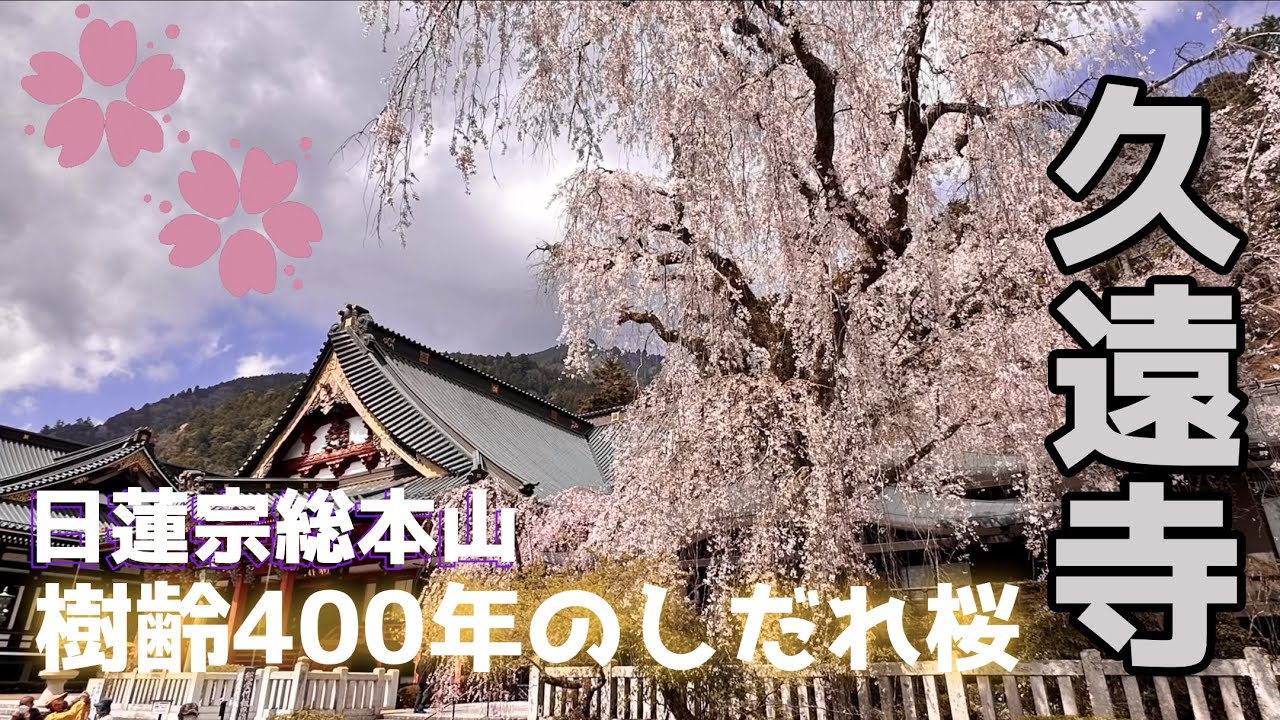 『4K映像』日蓮宗総本山、身延山久遠寺　しだれ桜　2023年3月28日