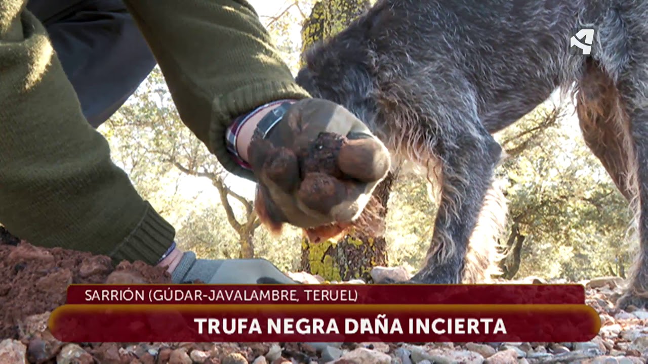 Arranca la campaña de la trufa en Sarrión