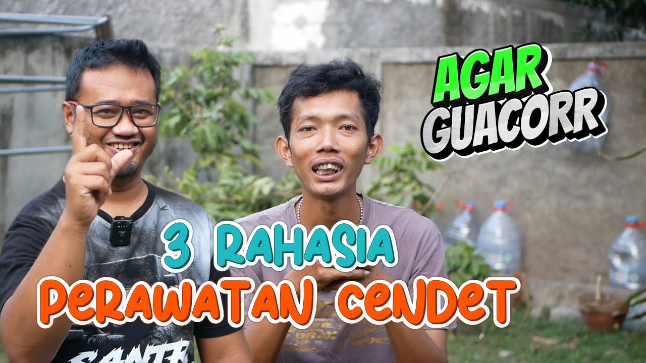3 Rahasia Perawatan Cendet Agar Gacor Sepanjang Hari