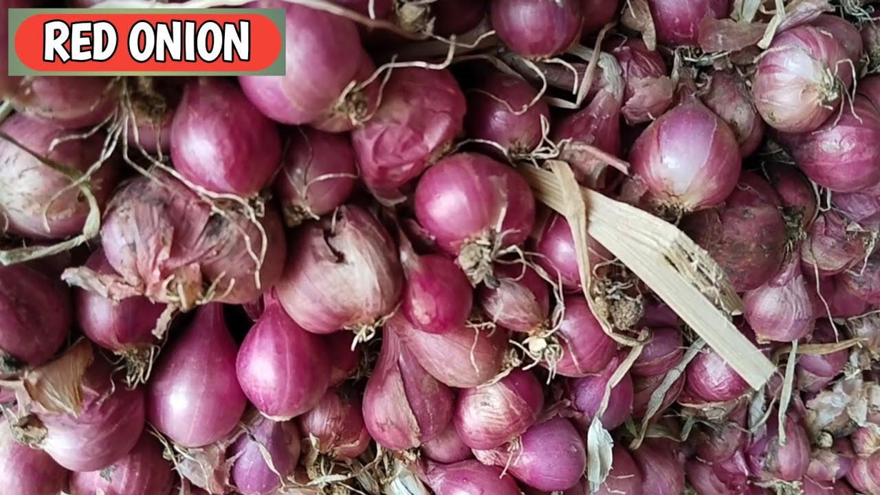 KABAR BAIK BOLO...!!! HARGA BAWANG MERAH HARI INI, KAMIS, 12/3/2026 DI PASAR PROBOLINGGO