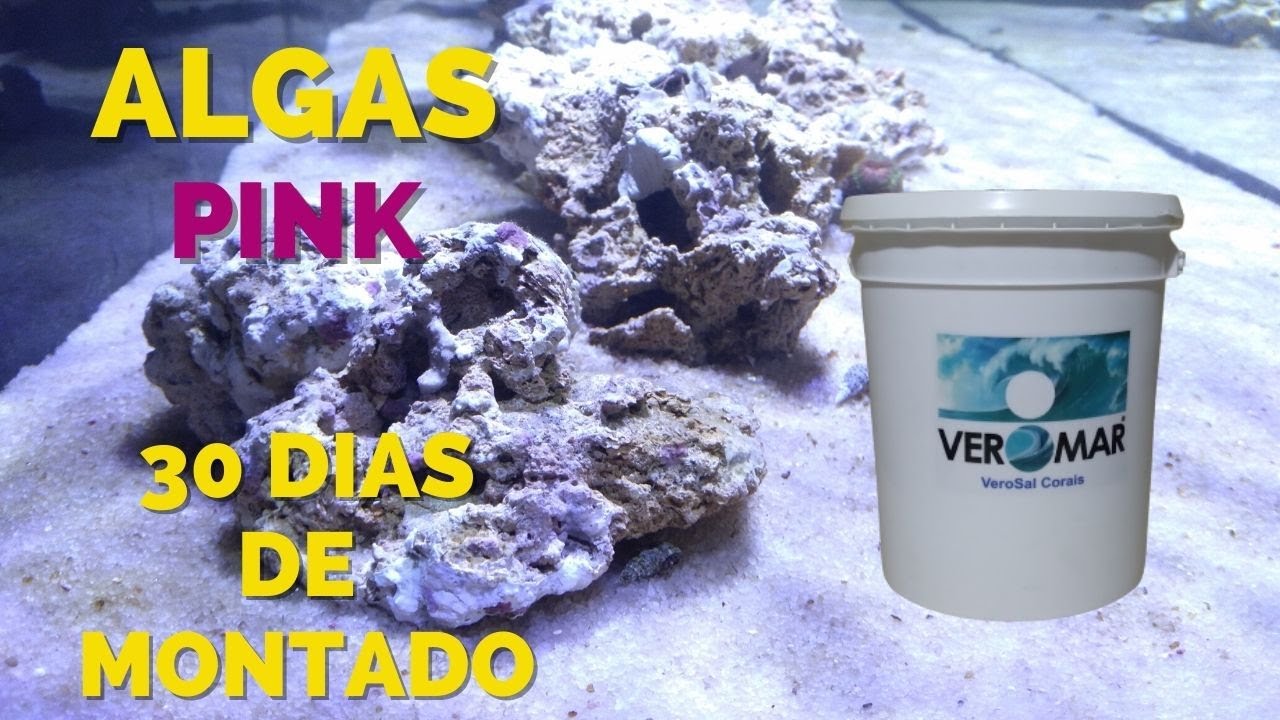 ALGAS PINK com 30 DIAS DE MONTADO com SAL VEROMAR - AQU&Aacute;RIO MARINHO
