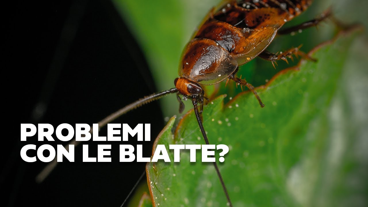 Goliath Gel - Trattamento contro le Blatte